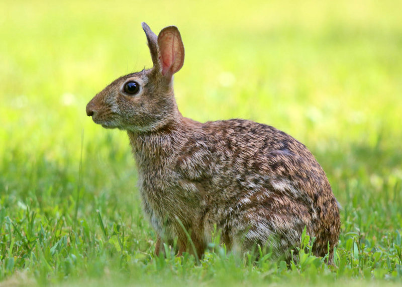 Eastern Cottontail - Sylvilagus floridanus