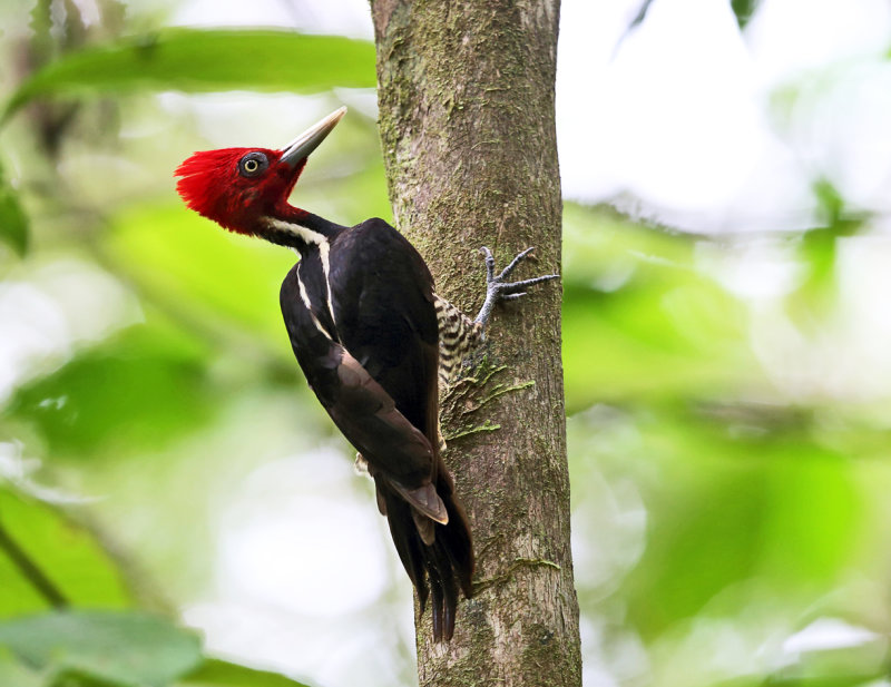 Pale-billed Woodpecker - Campephilus guatemalensis