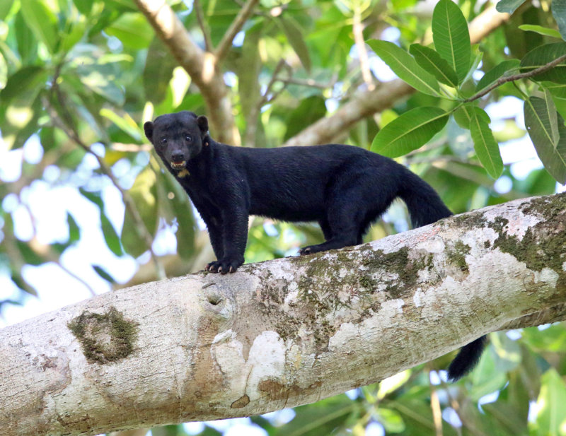 Tayra - Eira barbara