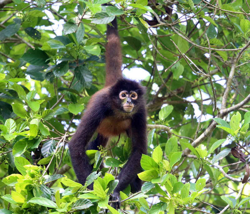 Geoffroys Spider Monkey - Ateles geoffroyi