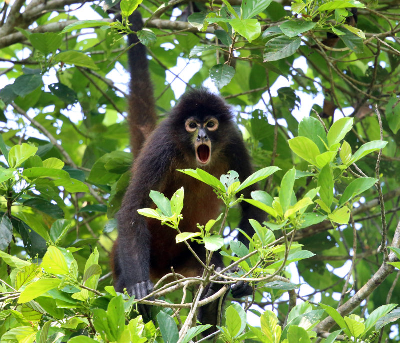 Geoffroys Spider Monkey - Ateles geoffroyi