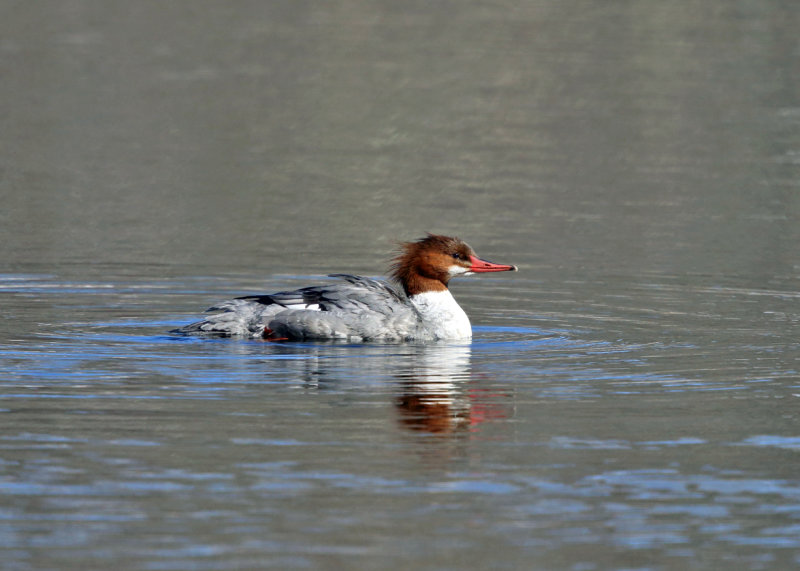 Common Merganser - Mergus merganser