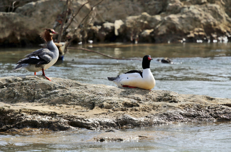 Common Merganser - Mergus merganser