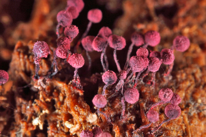 Cribraria purpurea