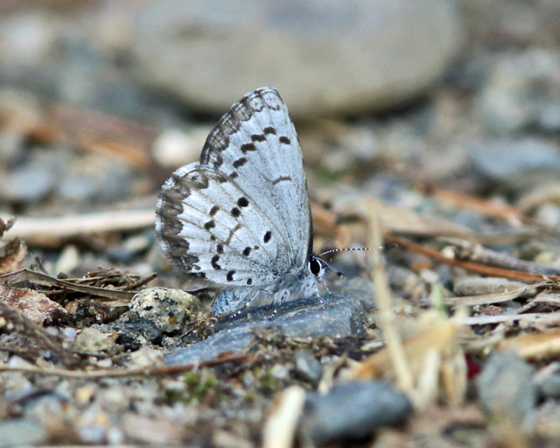 Spring Azure - Celastrina ladon form marginata