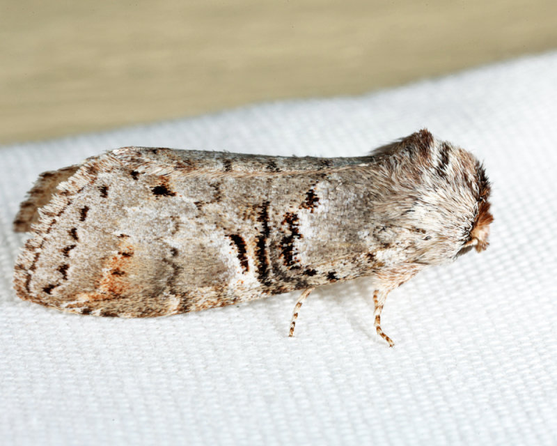 7930 - Linden Prominent - Ellida caniplaga