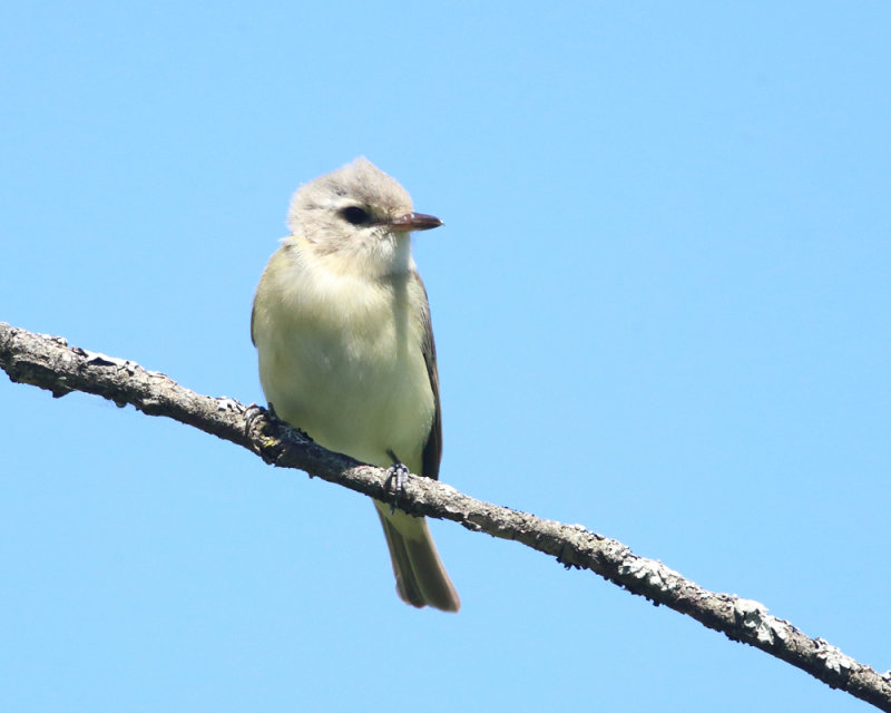 Warbling Vireo - Vireo gilvus