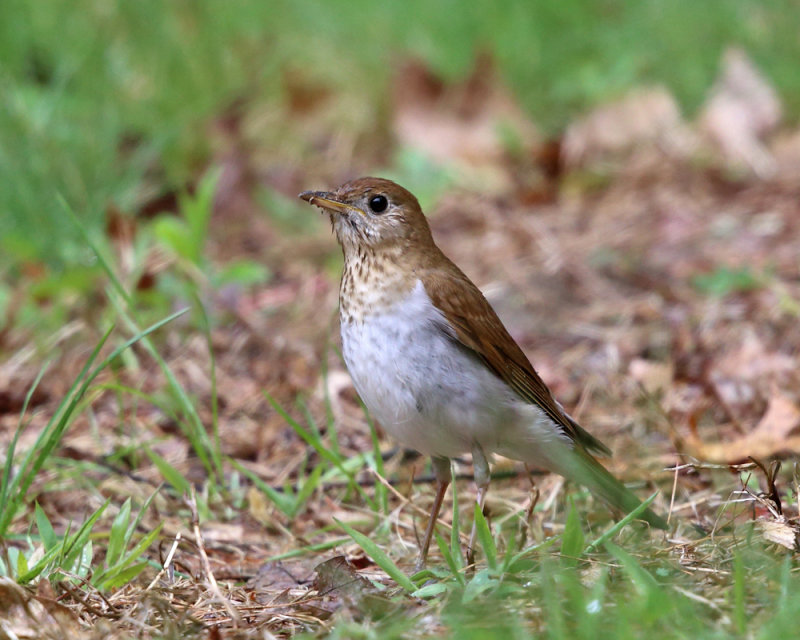 Veery - Catharus fuscescens