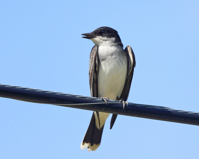 Eastern Kingbird - Tyrannus tyrannus