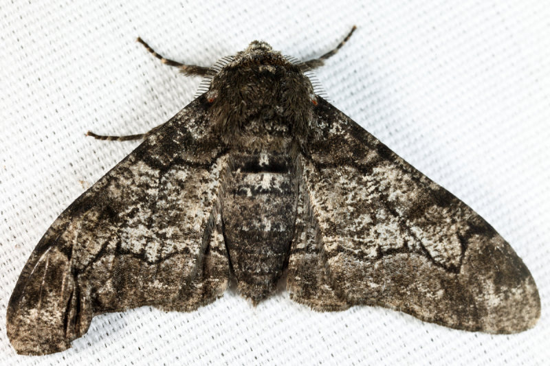 6640 - Pepper & Salt Geometer - Biston betularia