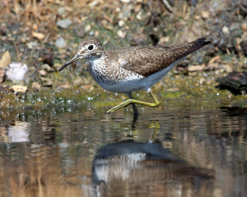 Solitary Sandpiper - Tringa solitaria