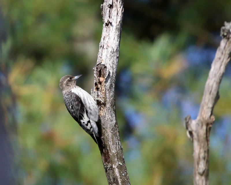 Red-headed Woodpecker - Melanerpes erythrocephalus (immature)