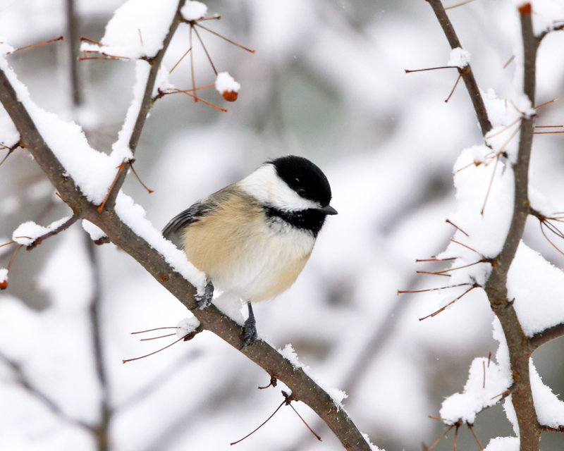 Black-capped Chickadee - Poecile atricapilla