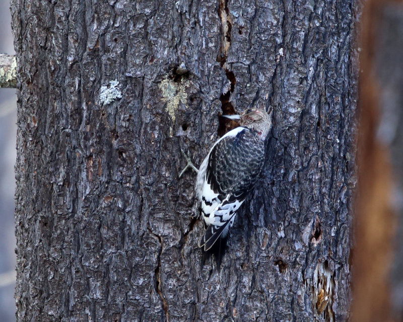 Red-headed Woodpecker - Melanerpes erythrocephalus (immature)