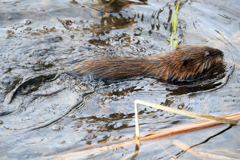 Common Muscrat - Ondatra zibethicus