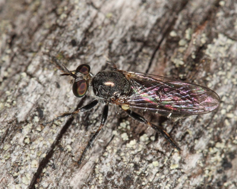 Atomosia puella