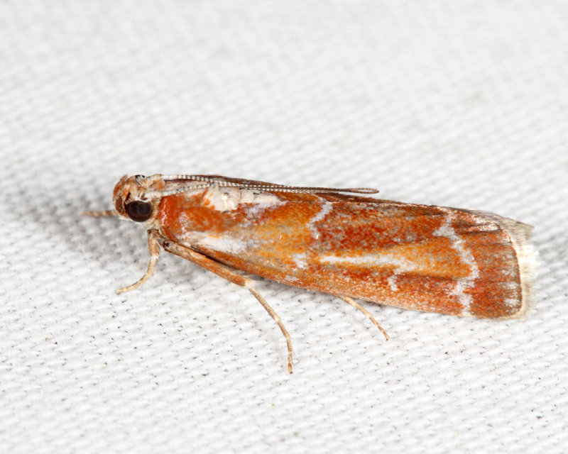 5847 - Webbing Coneworm Moth - Dioryctria disclusa