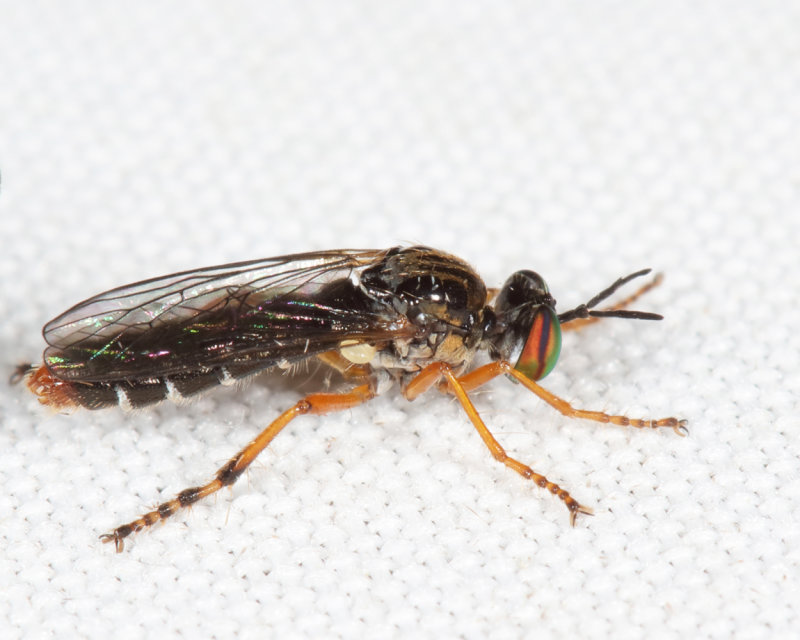 Taracticus octopunctatus