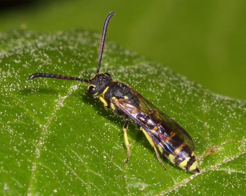 Sapyga centrata