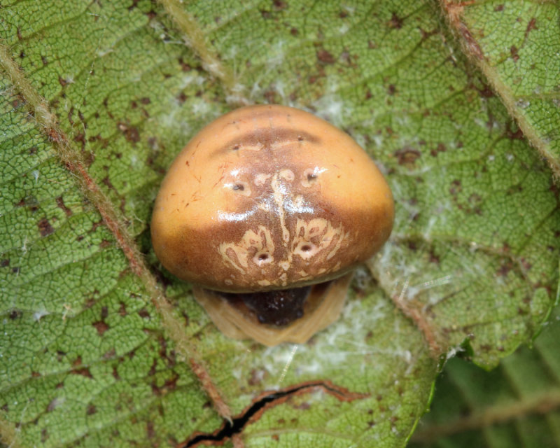 Bolas Spider - Mastophora bisaccata