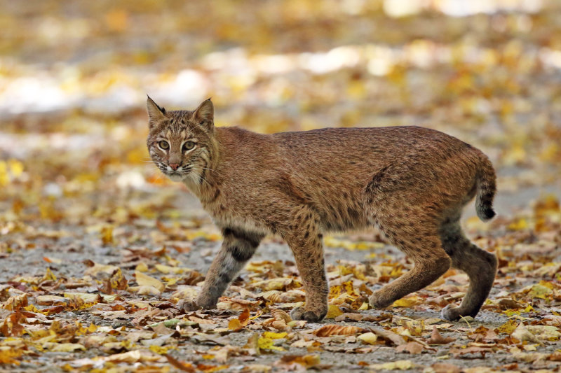  Bobcat - Lynx rufus