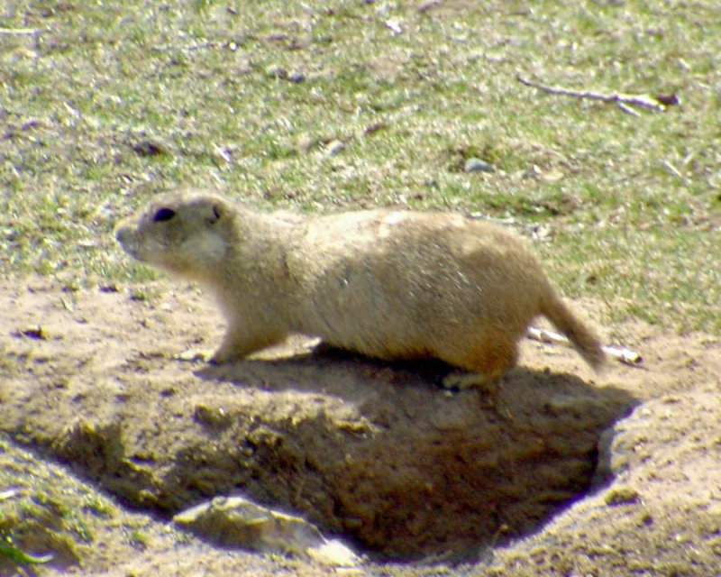 Gunnisons Prairie Dog - Cynomys gunnisoni