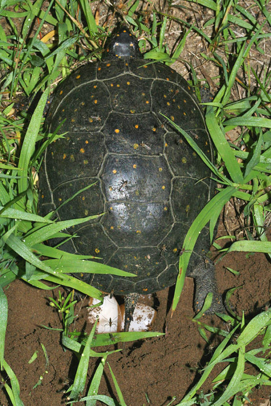 Spotted Turtle (Clemmys guttata) laying eggs at night