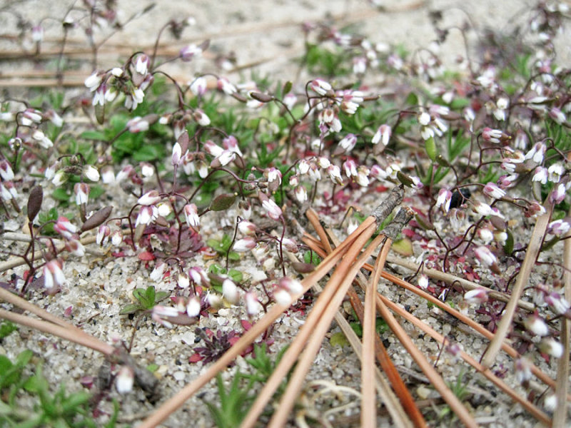 Whitlow Grass - Draba verna