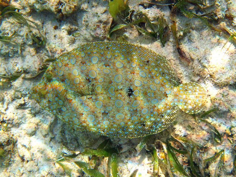 Peacock Flounder - Bothus lunatus