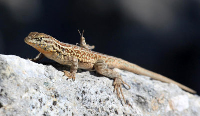 Common Side-blotched Lizard - Uta stansburiana