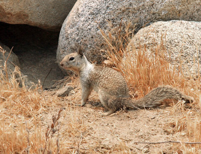 California Ground Squirrel - Spermophilus beecheyi