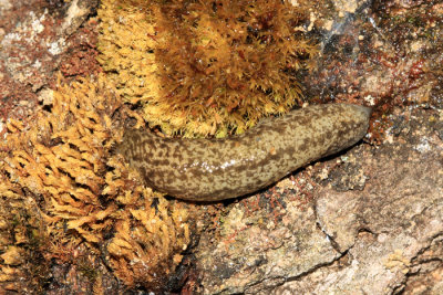  Winding Mantleslug - Philomycus flexuolaris 