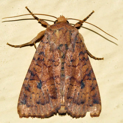 9373 - Yellow Three-Spot - Apamea helva