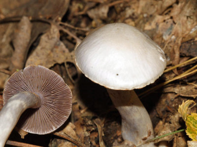 Cortinarius alboviolaceus