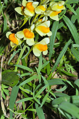 Linaria vulgaris (Butter and Eggs)