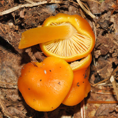 Hygrocybe sp.