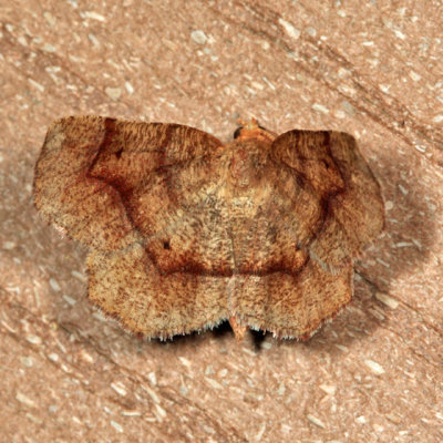 6826 - Common Metarranthis - Metarranthis hypochraria