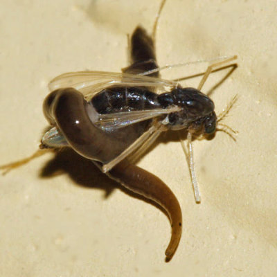 Turbellaria - Rhynchodemidae (Flatworm)
