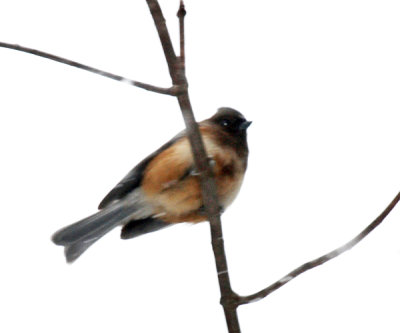 Tufted Titmouse - Baeolophus bicolor (melanistic)