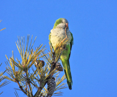 Monk Parakeet - Myiopsitta monachus