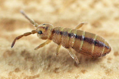 Isotomurus tricolor