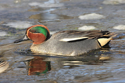 Common Teal - Anas crecca