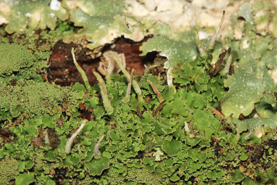 Smooth-footed Powderhorn - Cladonia ochrochlora
