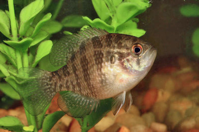 Banded Sunfish - Enneacanthus obesus