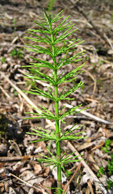Field Horsetail - Equisetum arvense