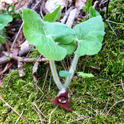 Wild Ginger - Asarum canadense