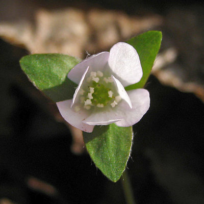 Sharp-lobed Hepatica - Hepatica acutiloba