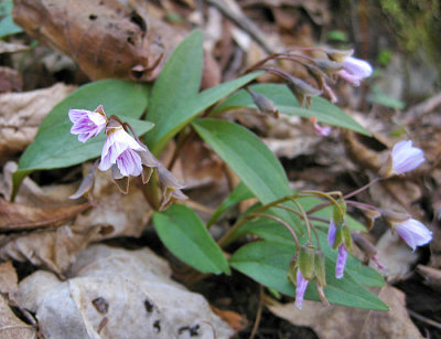  Carolina Spring-Beauty - Claytonia caroliniana 