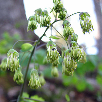 Early Meadow Rue - Thalictrum dioicum