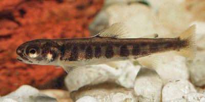 Brook Trout - Salvelinus fontinalis
